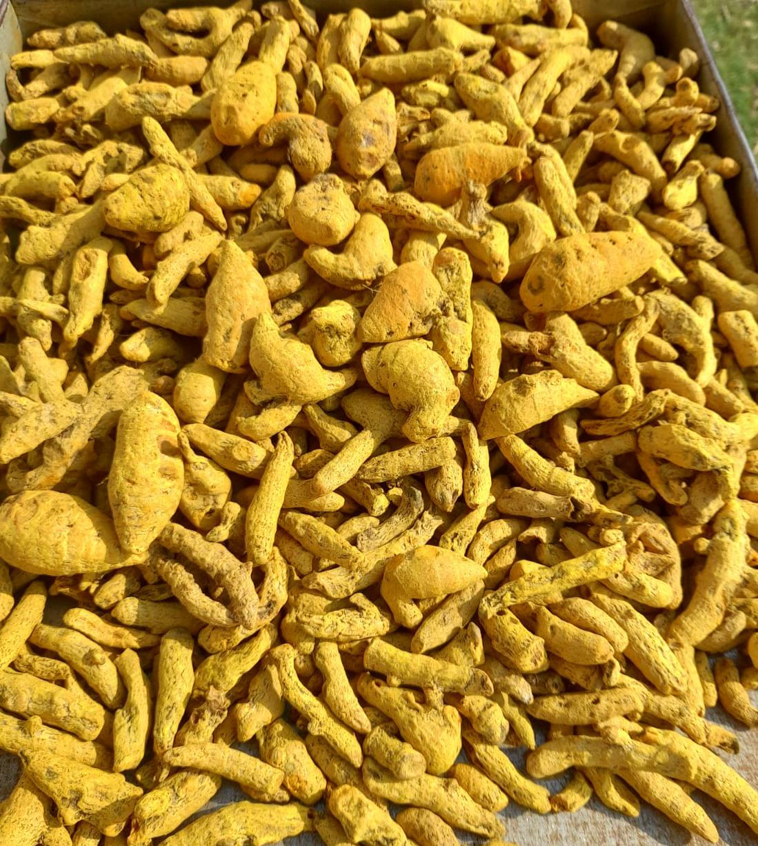 TURMERIC FINGER :